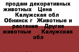 продам декоративных животных › Цена ­ 15 000 - Калужская обл., Обнинск г. Животные и растения » Другие животные   . Калужская обл.